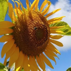 Meet your Posher, Laurel